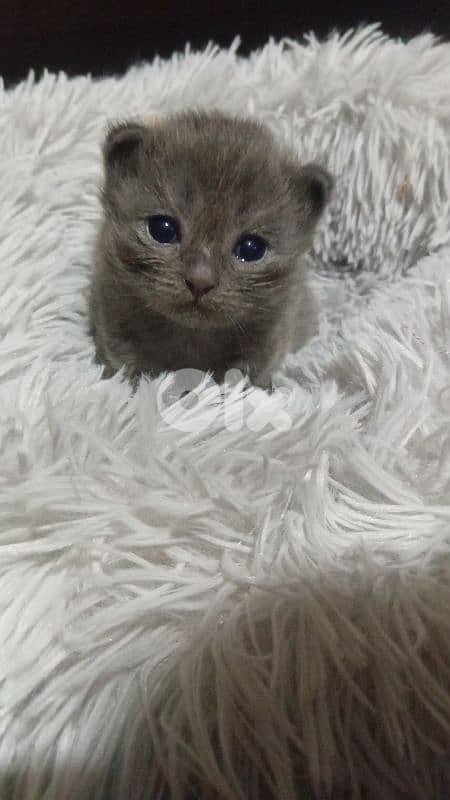 السعديات الطريق البحري مقابل مغفر الدرك 11