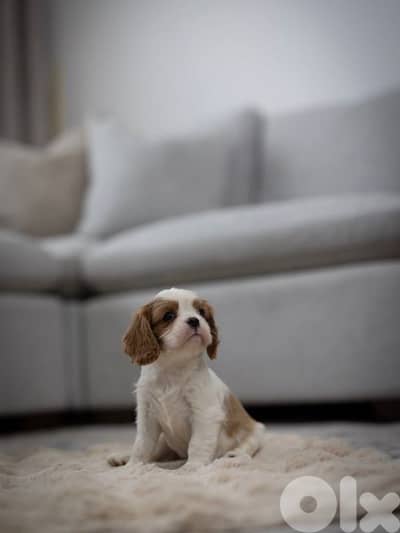 cavalier king Charles puppies