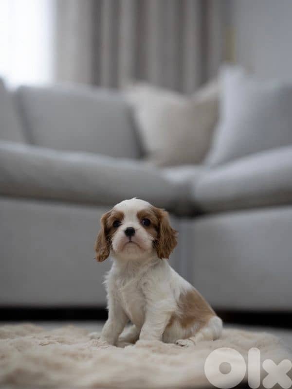 cavalier king Charles puppies 1