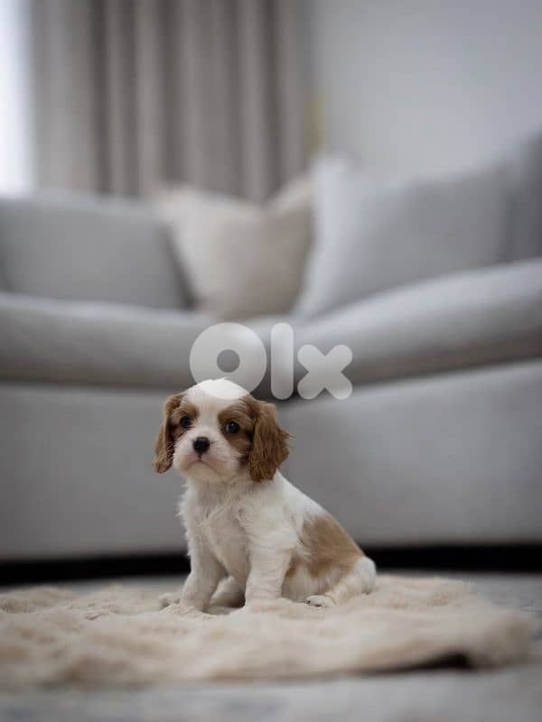 cavalier king Charles puppies 2