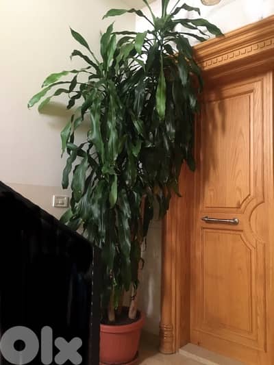 plante naturelle 2,60 cm