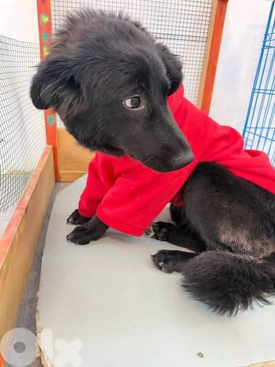 Puppy female for adoption