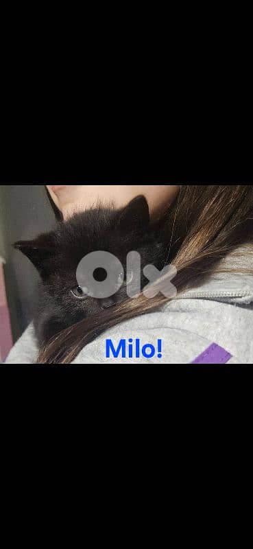 kitten British short hair