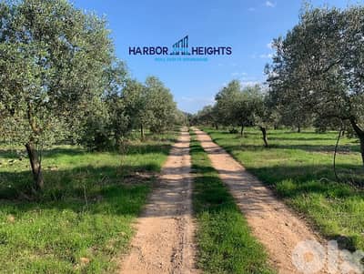 Olive Farm for Sale in Douma, Batroun مزرعة زيتون للبيع في دوما