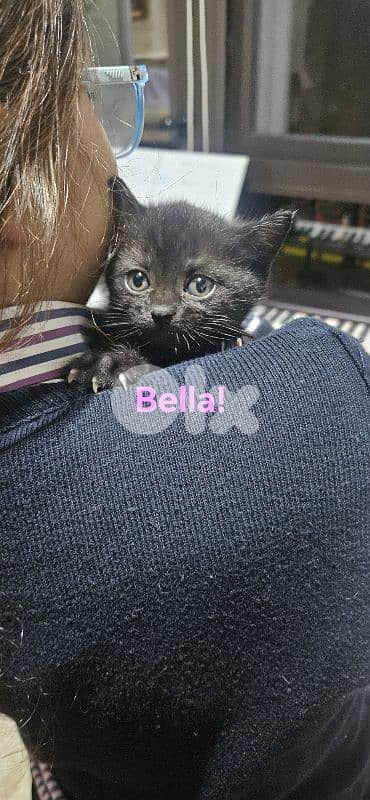 kitten for adoption 2