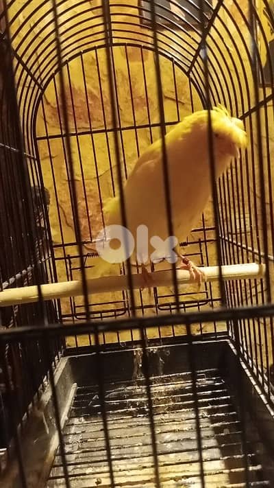 الجنوب /الشهابية