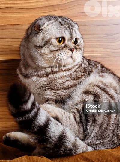 scottish murbel  للاجار زواج