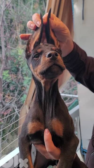 doberman European