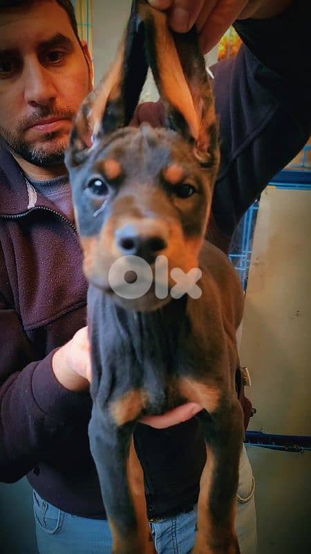 doberman European 8