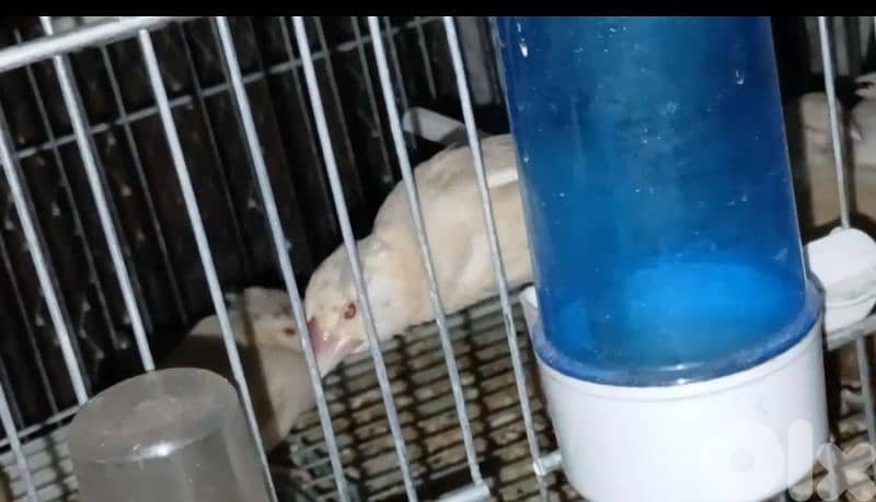 غولدن جاوا 1