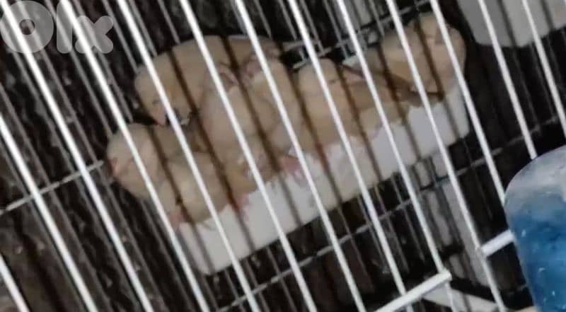 غولدن جاوا 2