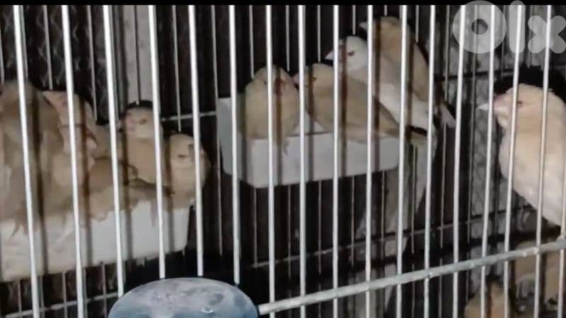 غولدن جاوا 3