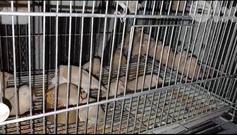 غولدن جاوا 4