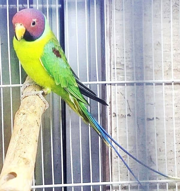 طيور فينش بلوم هيد  وبادجي 2