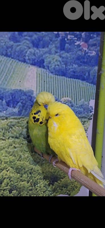 طيور فينش بلوم هيد  وبادجي 4