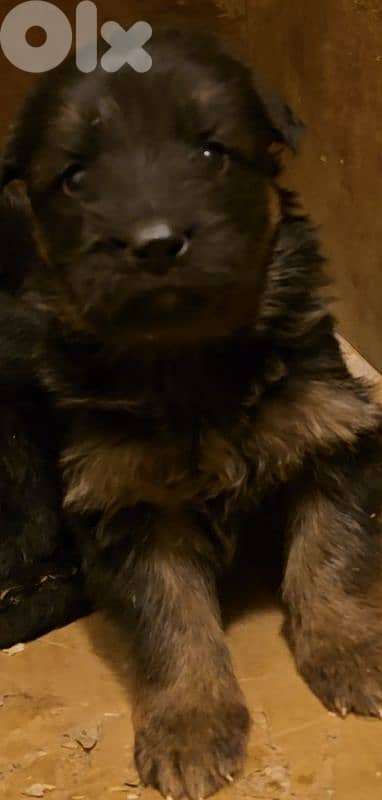 للبيع جراء الراعي الألماني.