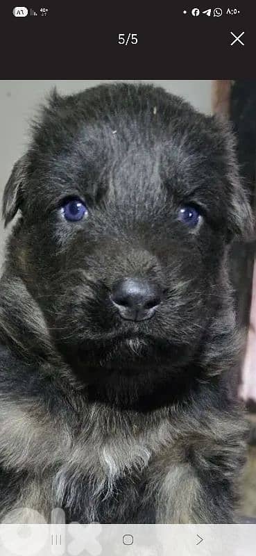 للبيع جراء الراعي الألماني. 1