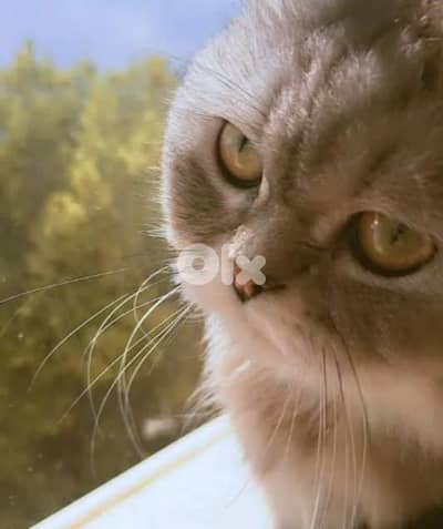 Chinchilla Cat for Sale, Healthy and Cute