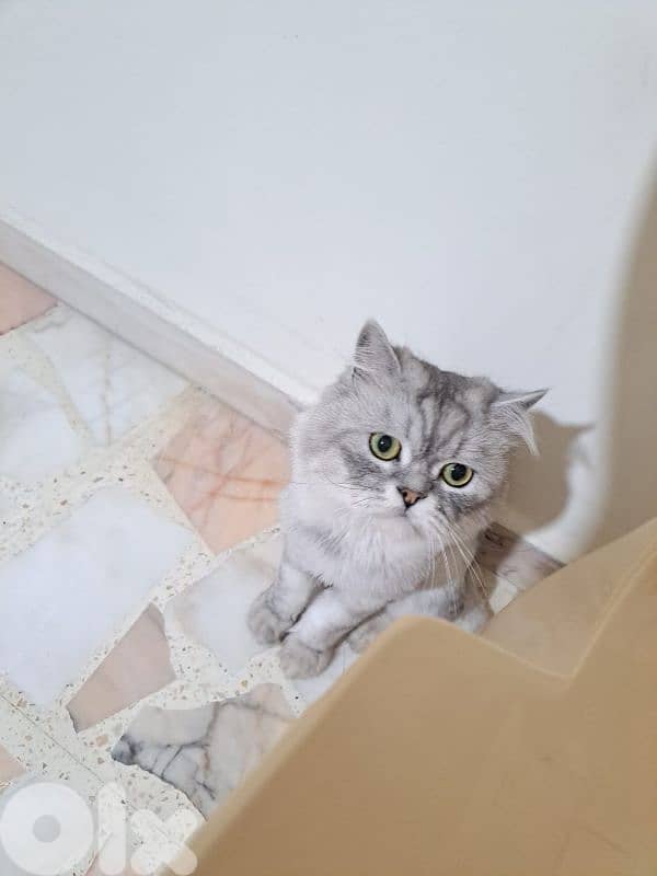 Chinchilla Cat for Sale, Healthy and Cute 1