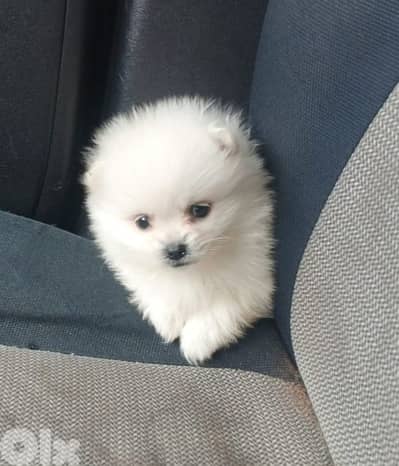 Pomeranian spits male and female vaccine full white