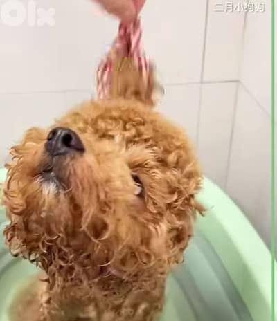 professional  groomer