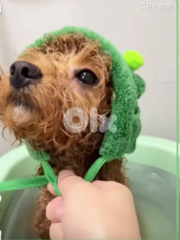 professional  groomer 1