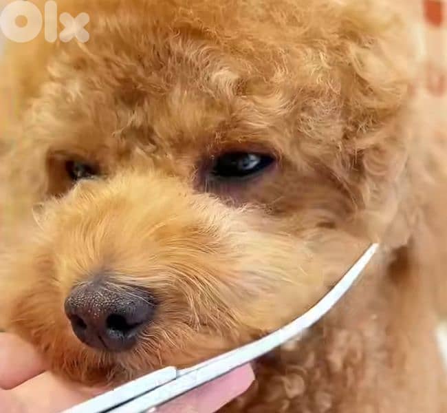 professional  groomer 2