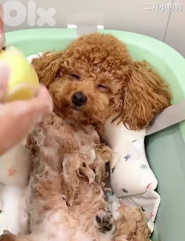 professional  groomer 3