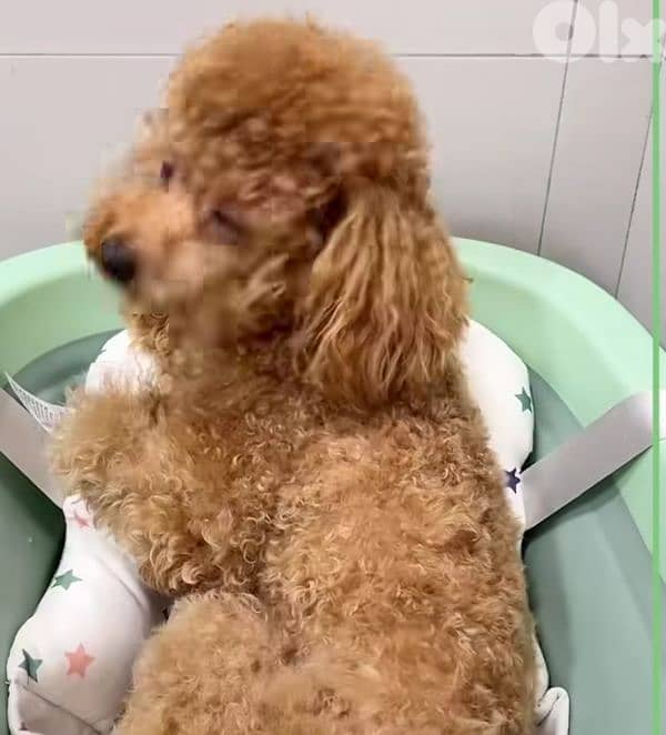 professional  groomer 6