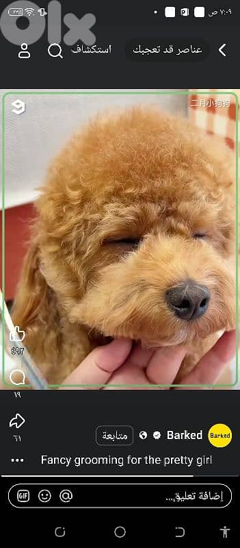 professional  groomer 5