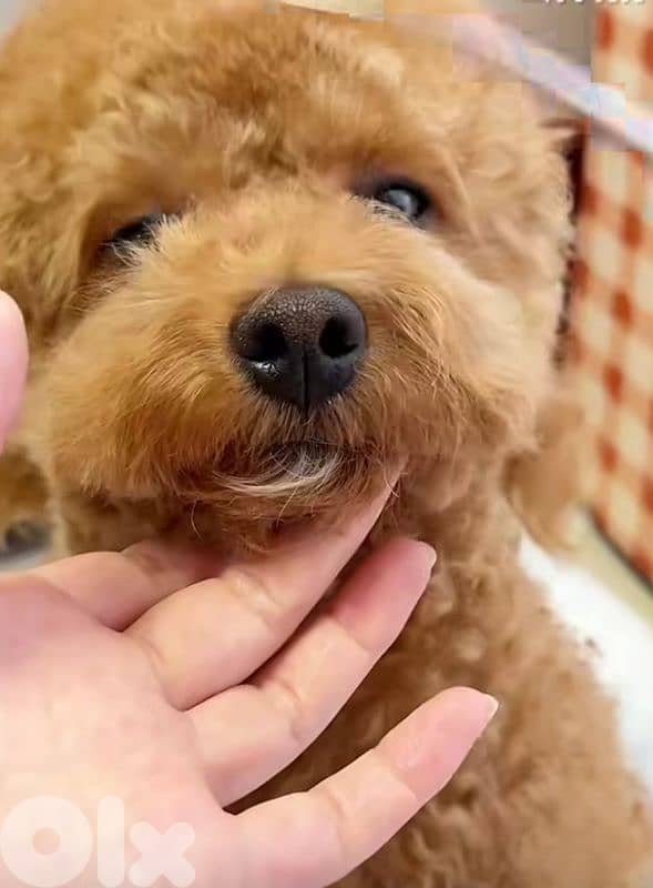 professional  groomer 4