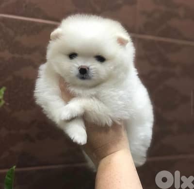 Pomeranian smallest puppy كلاب delivery too