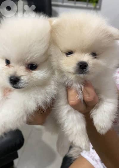 Pomeranian puppy Teacup