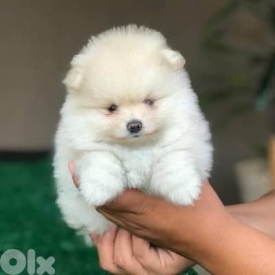 Pomeranian puppy imported smallest