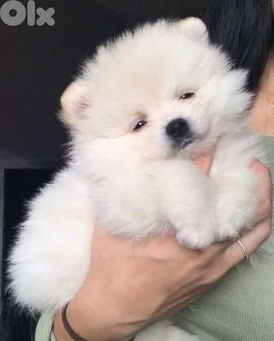 Pomeranian Puppy Delivery