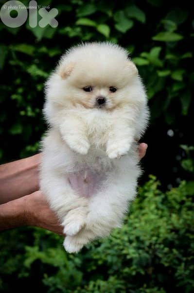 Pomeranian Puppies AVAILABLE