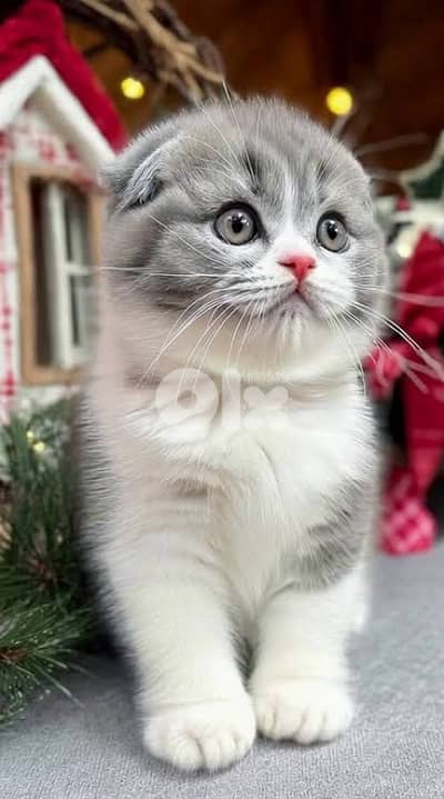 scotish murbel 70485808