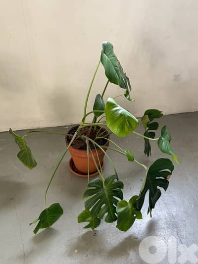 Monstera with terracotta pot