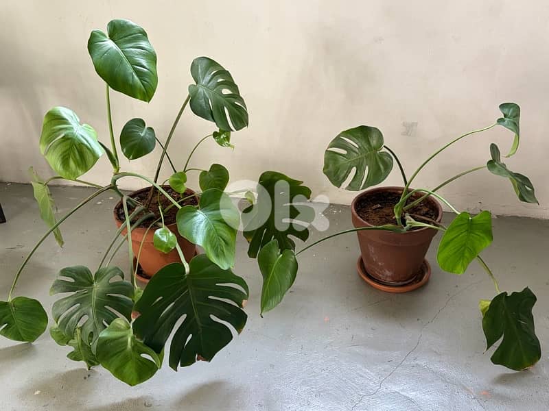 Monstera with terracotta pot 1