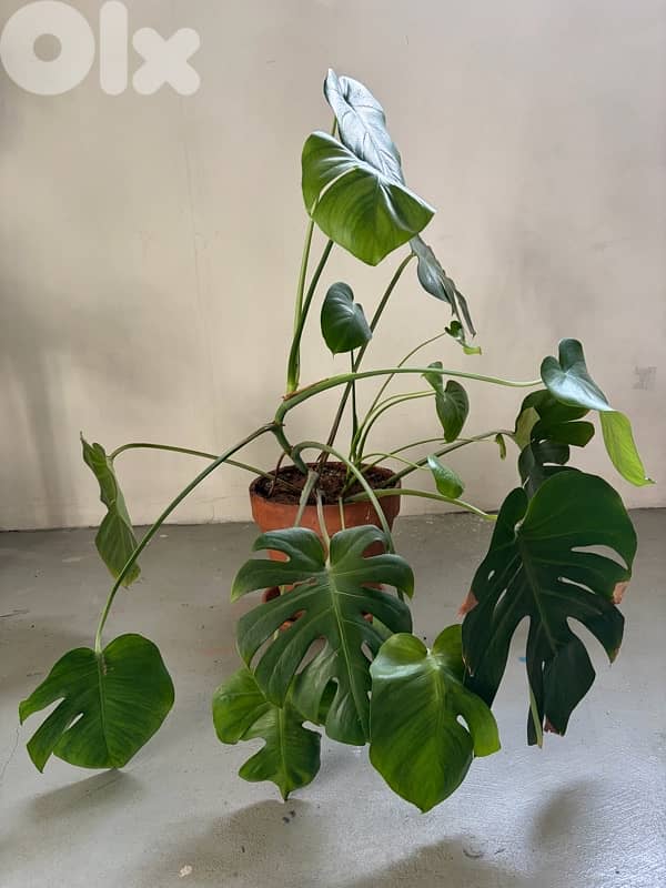 Monstera with terracotta pot 2