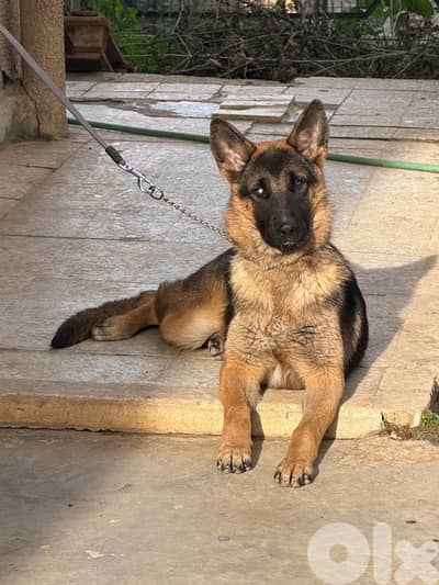 german shepherd & american akita