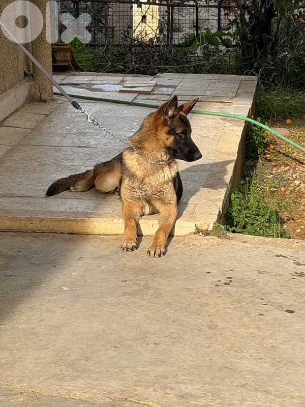 german shepherd & american akita 1