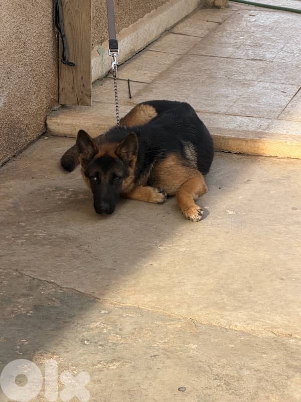german shepherd & american akita 2