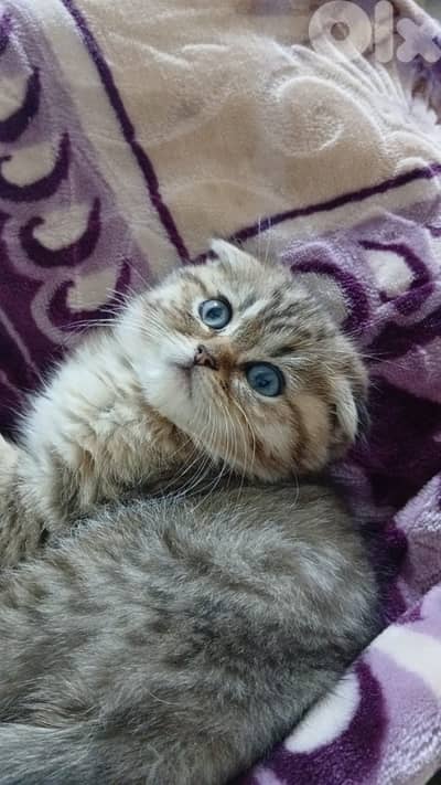 scottish gold 70485808