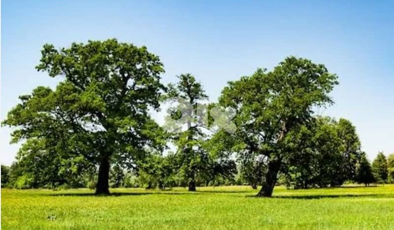 Unique land Rabieh residential for villa with beautiful sea view 3