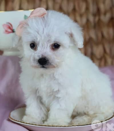 bichon maltais
