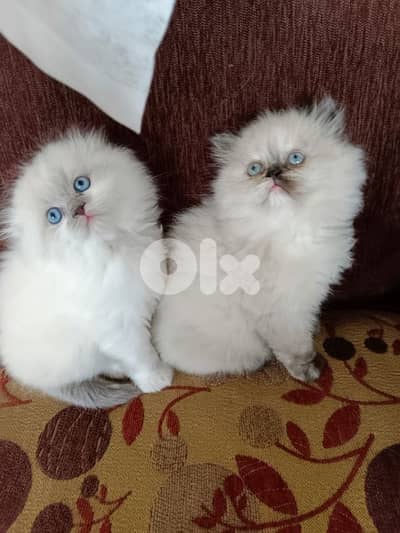 ragdoll female and male