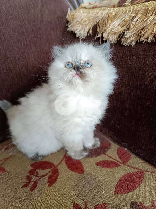 ragdoll female and male 1