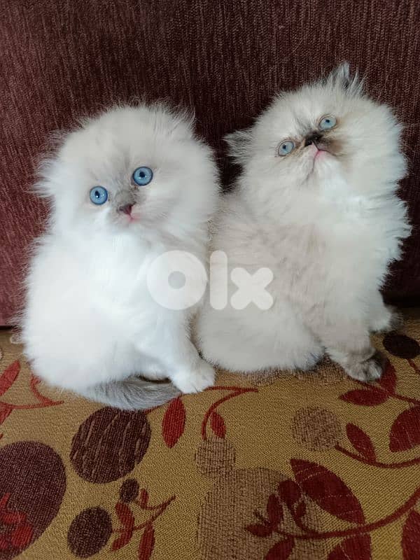 ragdoll female and male 2