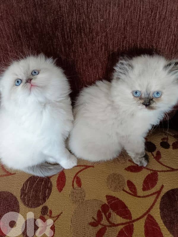 ragdoll female and male 3